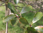 Thornless Cockspur Hawthorn