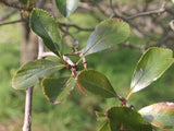 Thornless Cockspur Hawthorn