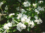 Thornless Cockspur Hawthorn