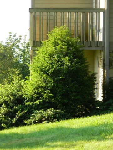 Eastern Hemlock