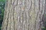 Eastern Hemlock