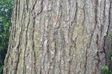 Eastern Hemlock