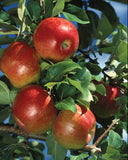 Honeycrisp apples