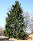 Norway Spruce full tree