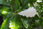 Bicolor (Swamp White) Oak