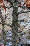 Bicolor (Swamp White) Oak