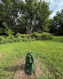 Watering Bag on tree