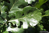 Bur Oak leaves