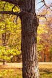 Bur Oak bark