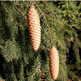 Norway Spruce cones and needles